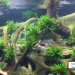 MONSTER Planted Aquascape in German Zoo by George Farmer