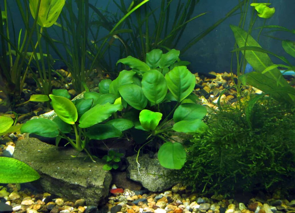 Anubias Aquarium Plant