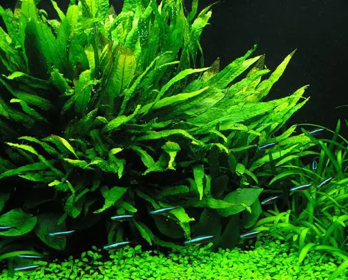 Best Aquarium Plants Java Fern 