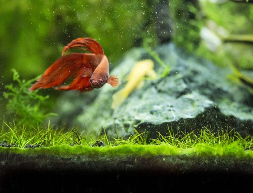 Best Plant for betta fish-