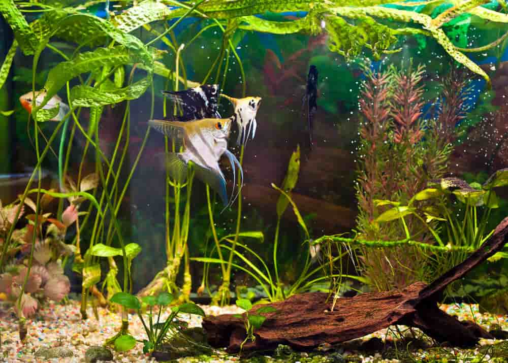 Best Aquarium Filter for Large Tanks
