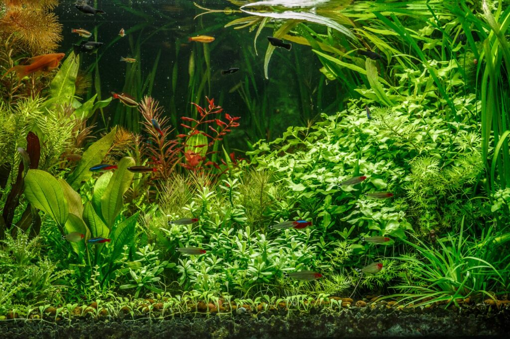 Best Silk Aquarium Plants