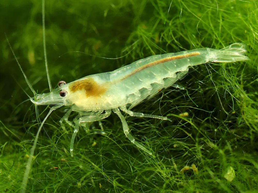 Ghost Shrimp Small