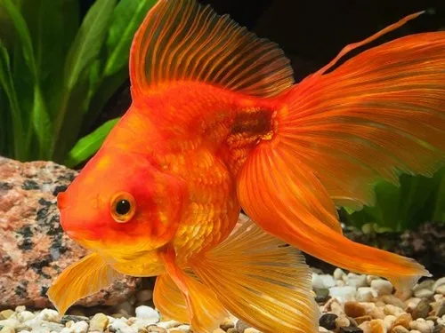 Homemade Fish Food for Goldfish