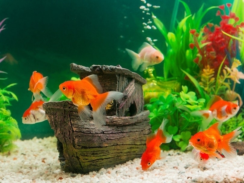 Goldfish-in-freshwater-aquarium in 2023
