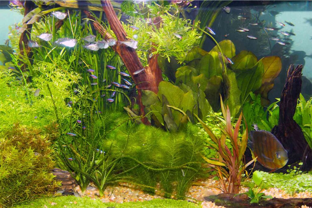 silk aquarium plants