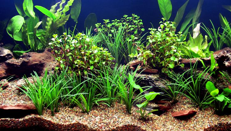 Best aquarium plants in 2023
