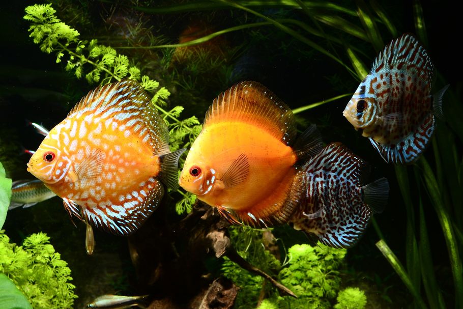 best aquarium fish for beginners