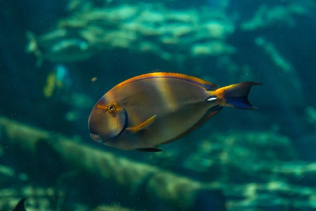 best aquarium fish for beginners