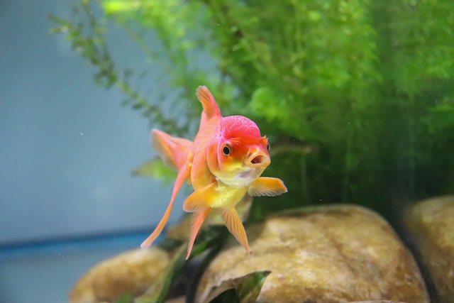 What is The Best Food for Aquarium Fish?