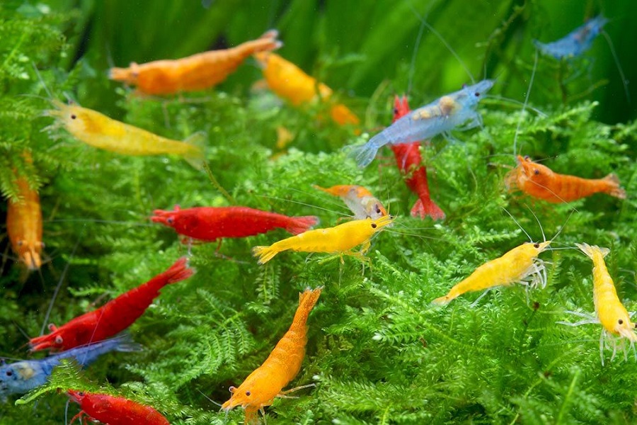 colorfull-aquarium-shrimps