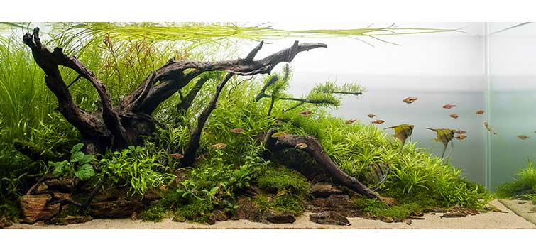 Driftwood Aquarium Benefits