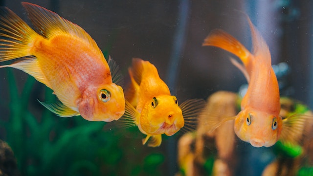 Homemade diet for Goldfish