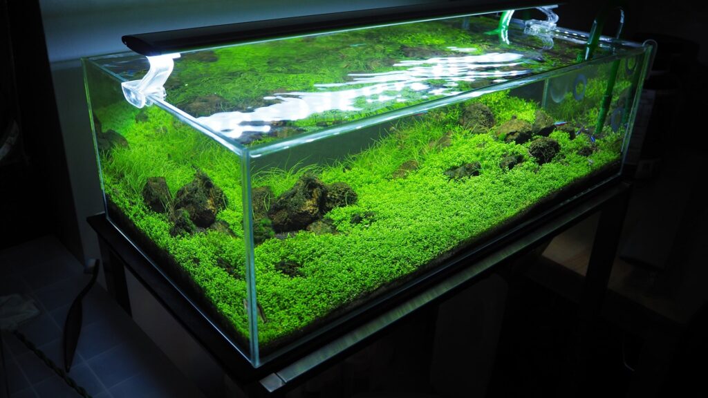 Aquarium Substrate Plant