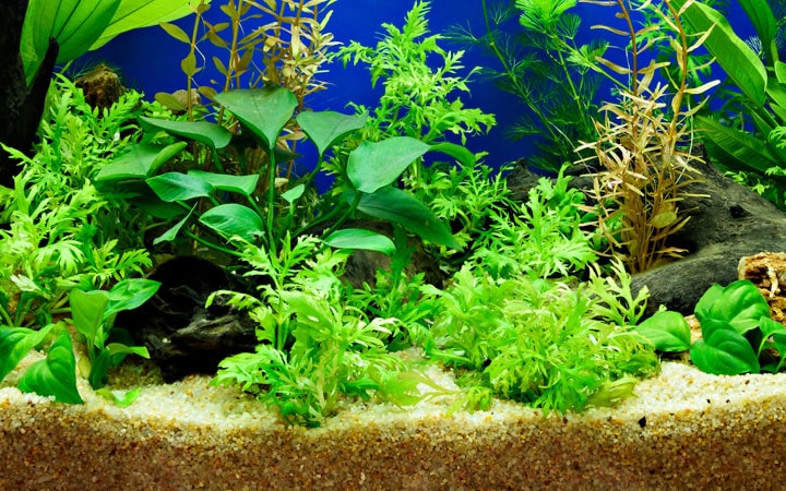 Aquarium Substrate Sand