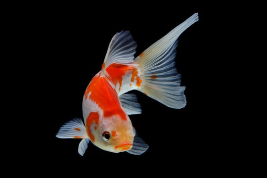 How to Take Care of Koi Fish in a Tank?
