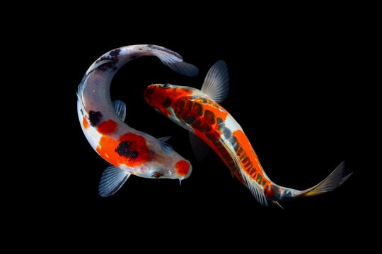 Different Types of Koi Fish