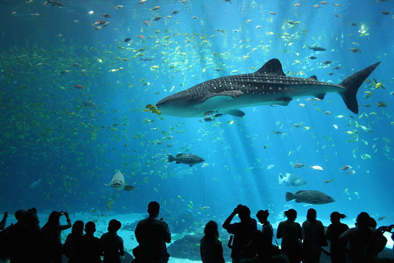 The Top 5 Aquariums in The World